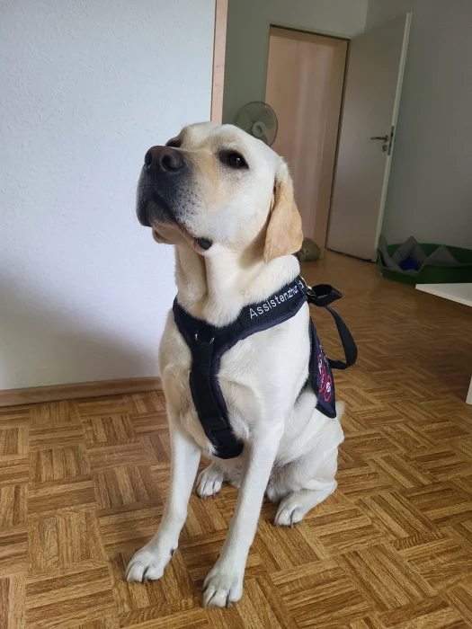 Ausbildung Assistenzhund